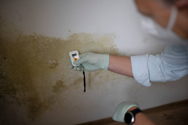 Best Certified Mold Removal  in Fort Wayne, IN