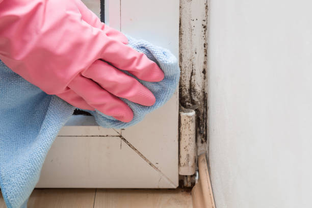 Best Commercial Mold Removal  in Fort Wayne, IN
