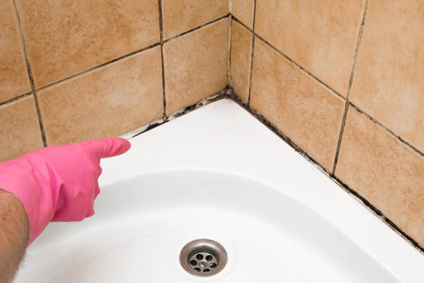 Professional Mold Removal in Fort Wayne, IN